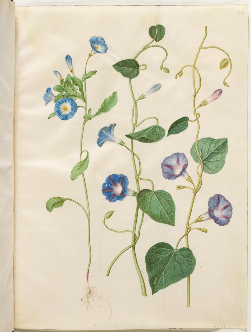 Convolvulus tricolor (jungfrukjol); Ipomoea purpurea (Purple Magnolia) av Hans Simon Holtzbecker
