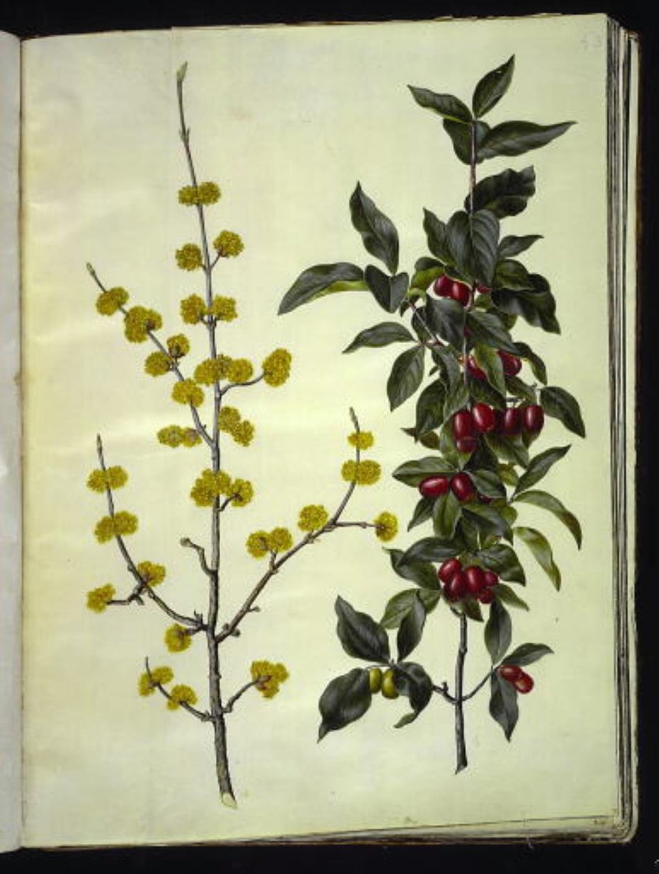 Cornus mas (körsbärskornell) av Hans Simon Holtzbecker