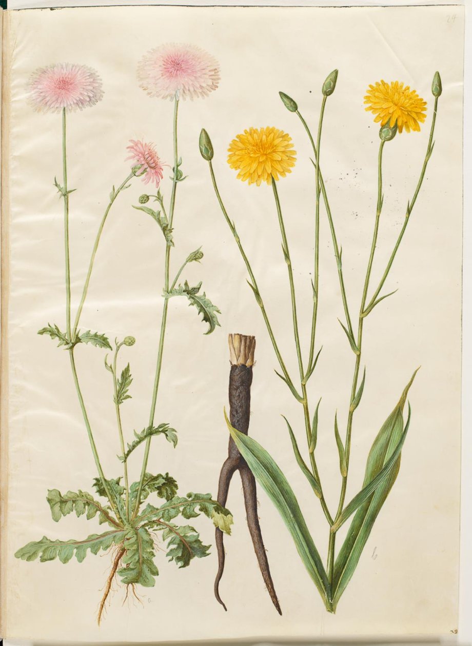 Crepis rubra (röd höknäbb); Scorzonera hispanica (trädgårdsskorzoner) av Hans Simon Holtzbecker
