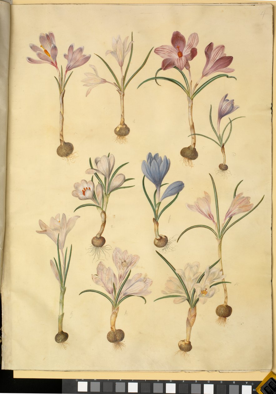 Crocus vernus (vild krokus) av Hans Simon Holtzbecker