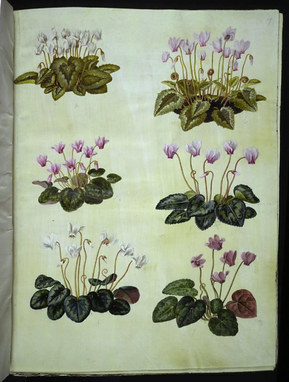 Cyclamen hederifolium (ivyleaf alpin viol); Cyclamen purpurascens (äkta alpin viol) av Hans Simon Holtzbecker