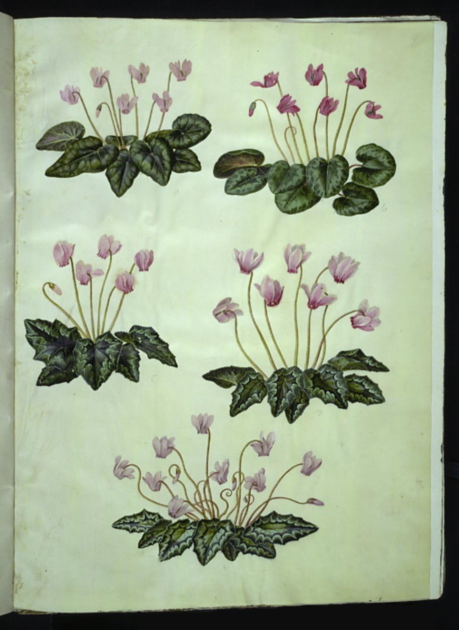 Cyclamen purpurascens (äkta alpin viol); Cyclamen hederifolium (murgröna-blad alpin viol) av Hans Simon Holtzbecker
