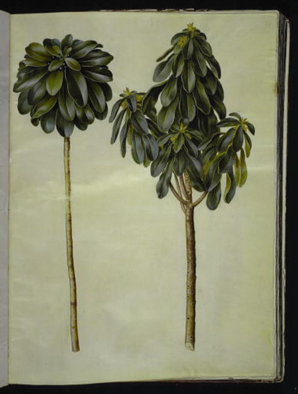 Daphne laureola (laurel-daphne) av Hans Simon Holtzbecker