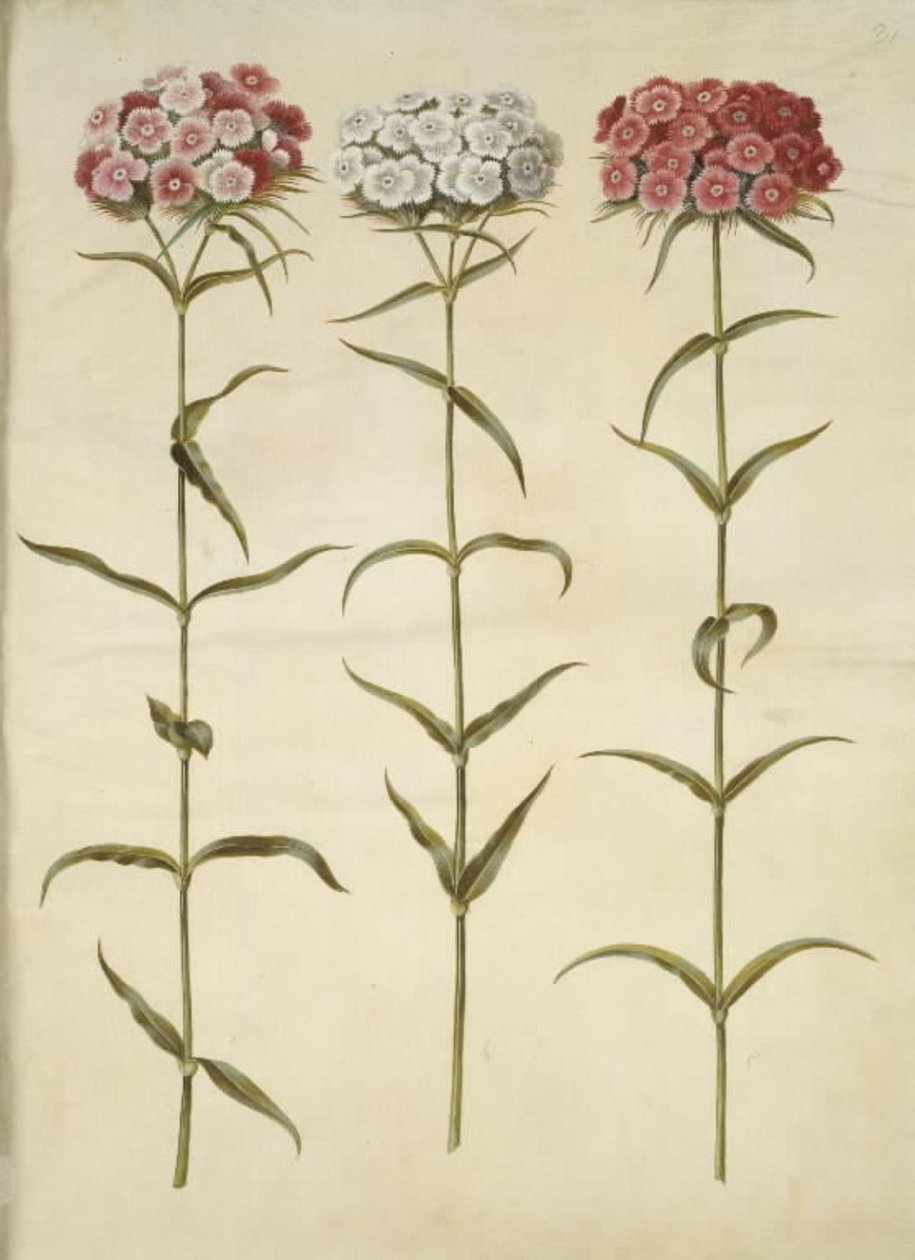 Dianthus barbatus (studentnejlika) av Hans Simon Holtzbecker