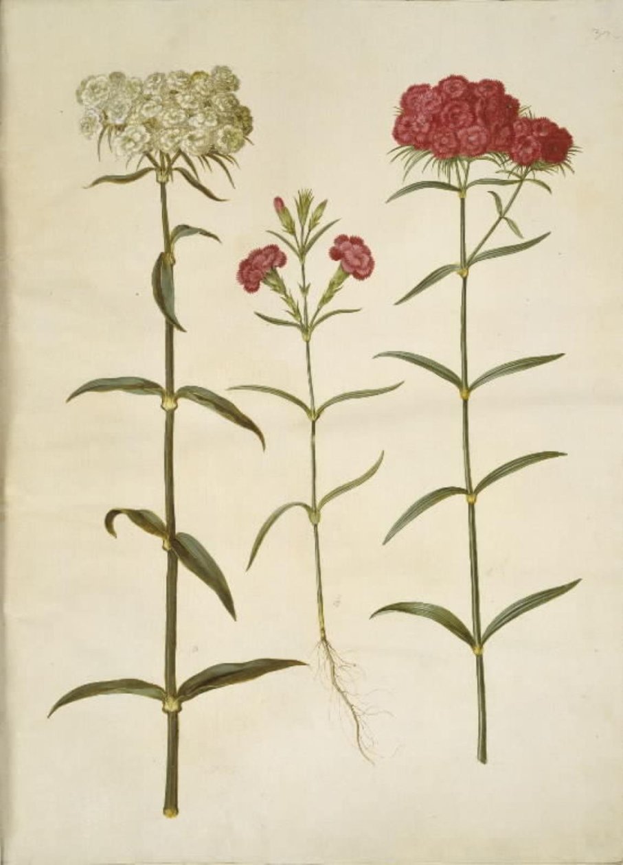 Dianthus barbatus (studentnejlika); Dianthus (art av nejlikor) av Hans Simon Holtzbecker