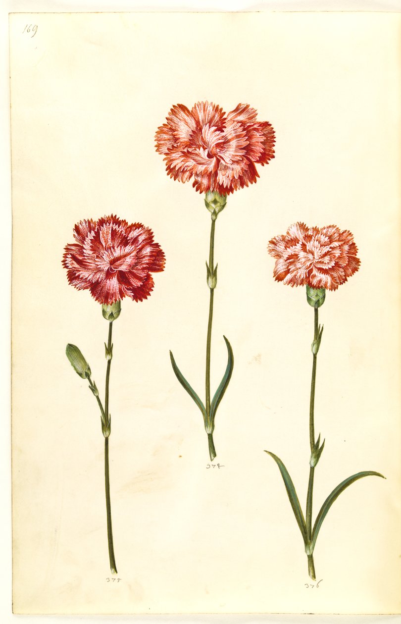 Dianthus caryophyllus (trädgårdsnejlika) av Hans Simon Holtzbecker