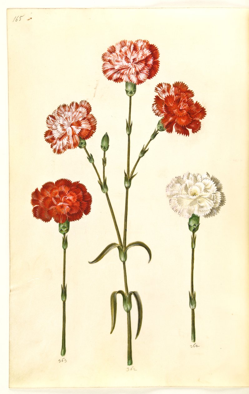 Dianthus caryophyllus (trädgårdsnejlika) av Hans Simon Holtzbecker