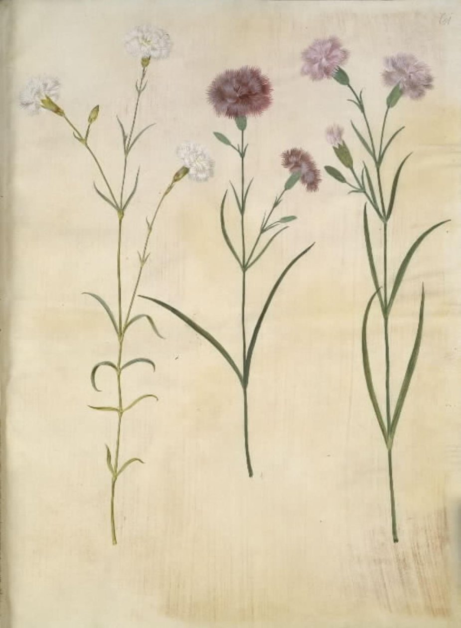 Dianthus plumarius (fjädernejlika) av Hans Simon Holtzbecker
