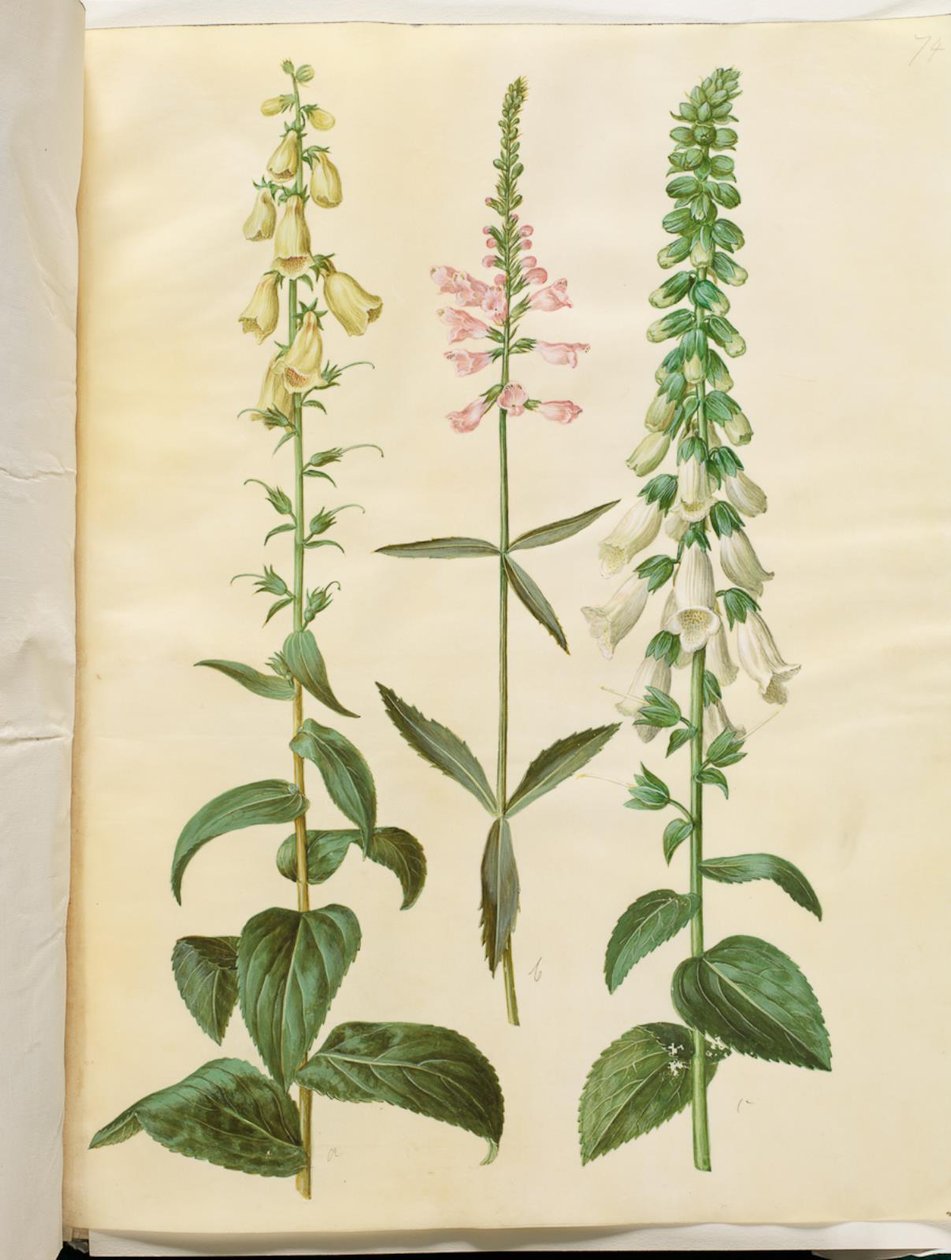 Digitalis grandiflora (storblommiga fingerborgsblommor); Physostegia virginiana (Physostegia virginiana); Digitalis purpurea (vanlig digitalis) av Hans Simon Holtzbecker