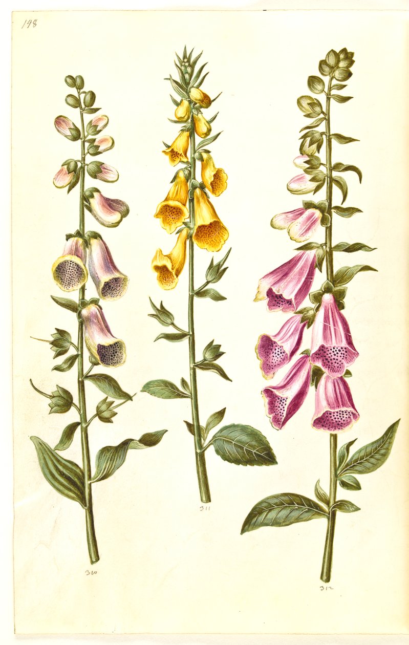 Digitalis purpurea (vanlig fingerborgshandske); Digitalis grandiflora (storblommig fingerborgsbo) av Hans Simon Holtzbecker