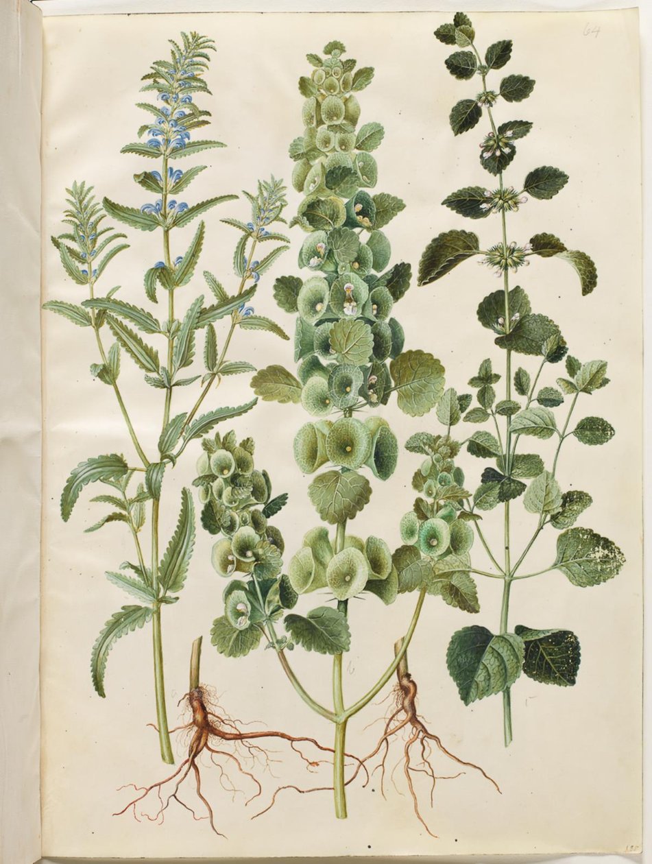 Dracocephalum moldavica (moldavisk dragehoved); Moluccella spinosa (tornet tragtbæger); Melissa officinalis (citron-melisse) av Hans Simon Holtzbecker