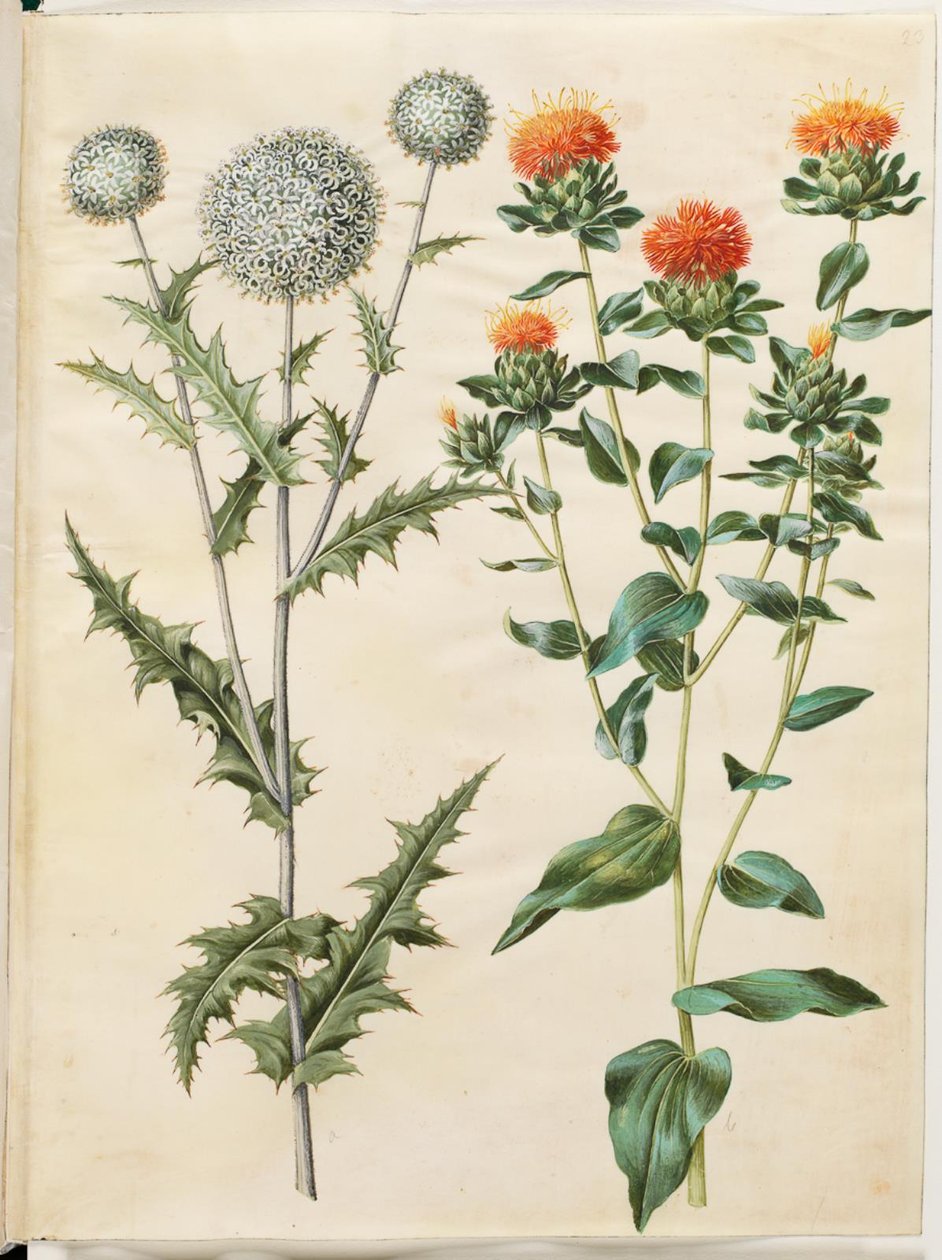 Echinops sphaerocephalus (almindelig tidselkugle); Färgning av safflor (gul saflortidsel) av Hans Simon Holtzbecker