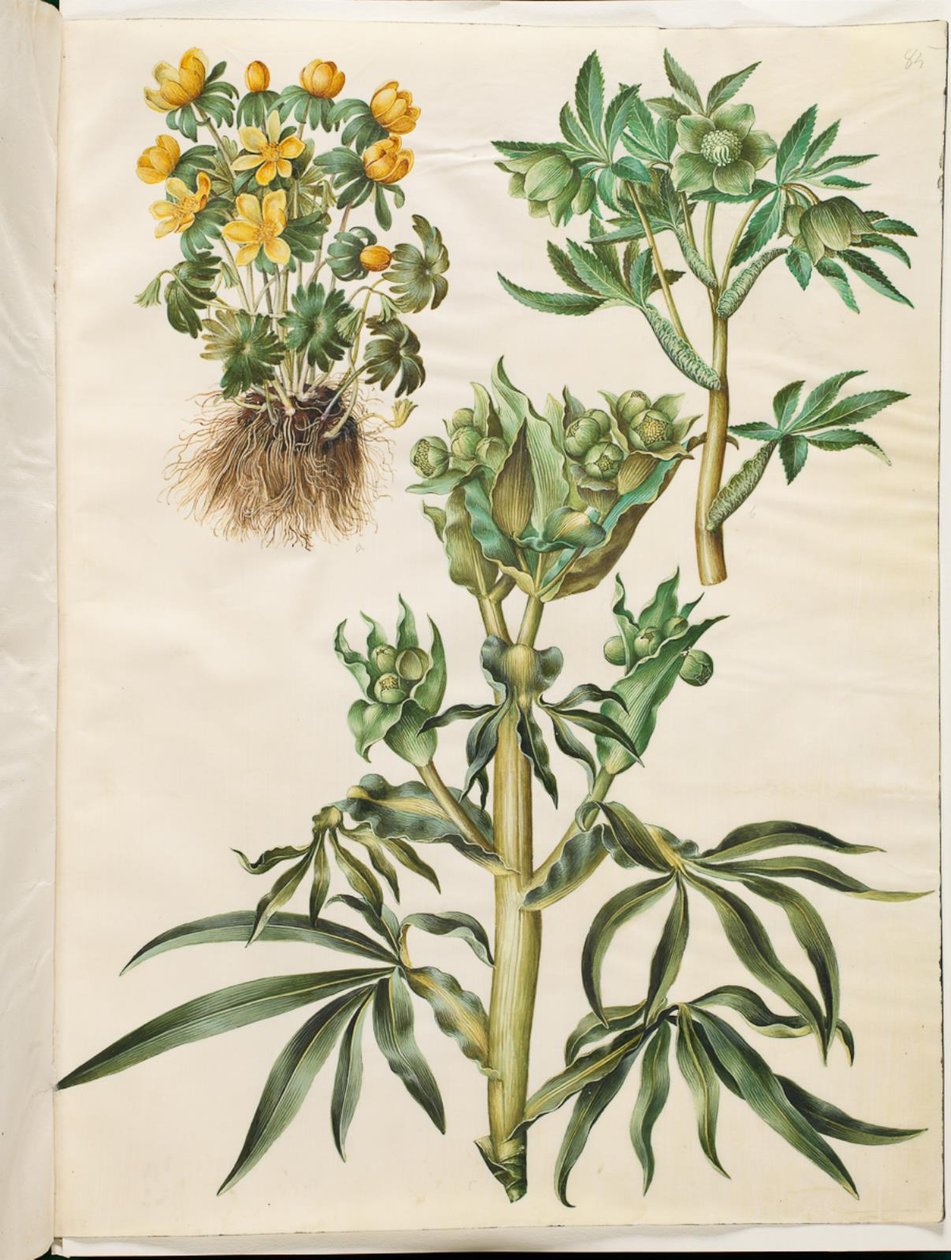 Eranthis vinter (har varit); Grön Helleborus (grön nyserod); Helleborus fetidus (stinkande nyserod) av Hans Simon Holtzbecker