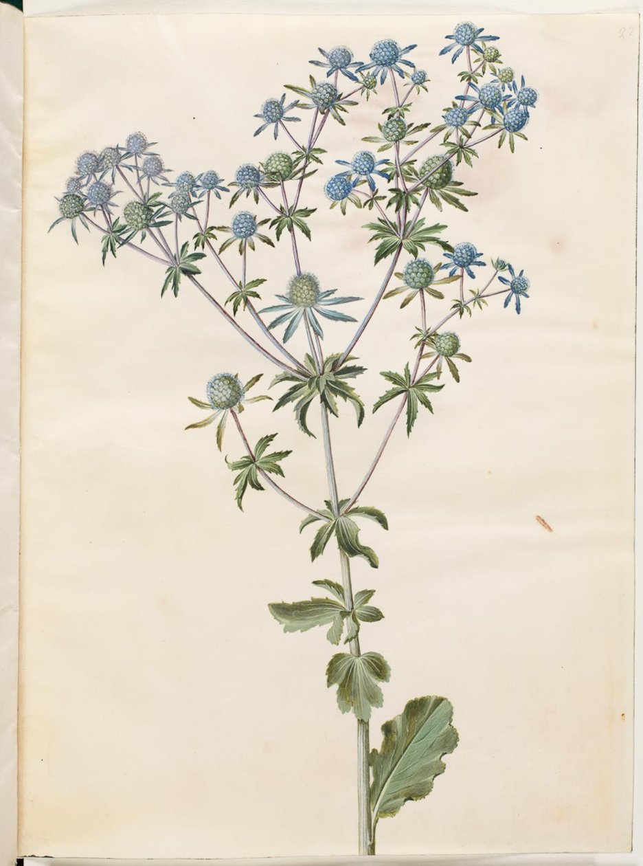 Platt eryngium (har mandstro) av Hans Simon Holtzbecker