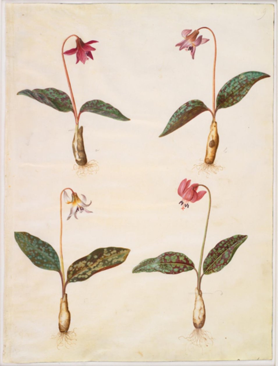 Erythronium dens-canis (äkta hundtand) av Hans Simon Holtzbecker