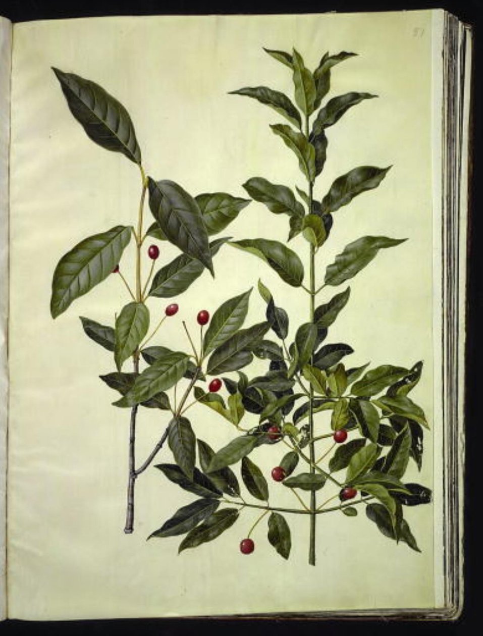 Euonymus latifolius (bredbladigt benved); Euonymus europaeus (vanlig benved) av Hans Simon Holtzbecker