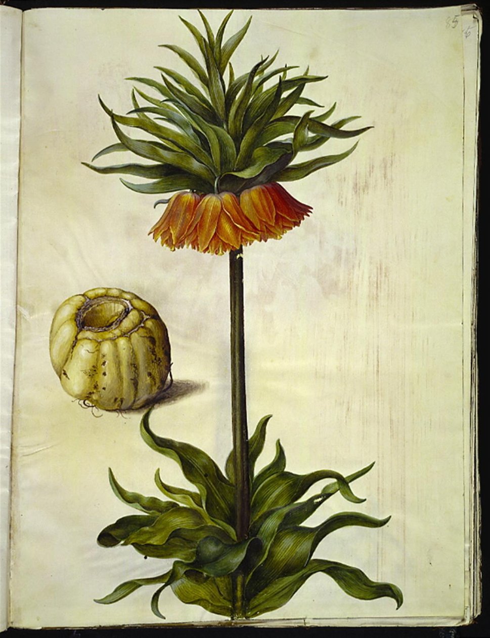 Fritillaria imperialis (kronkejsare) av Hans Simon Holtzbecker