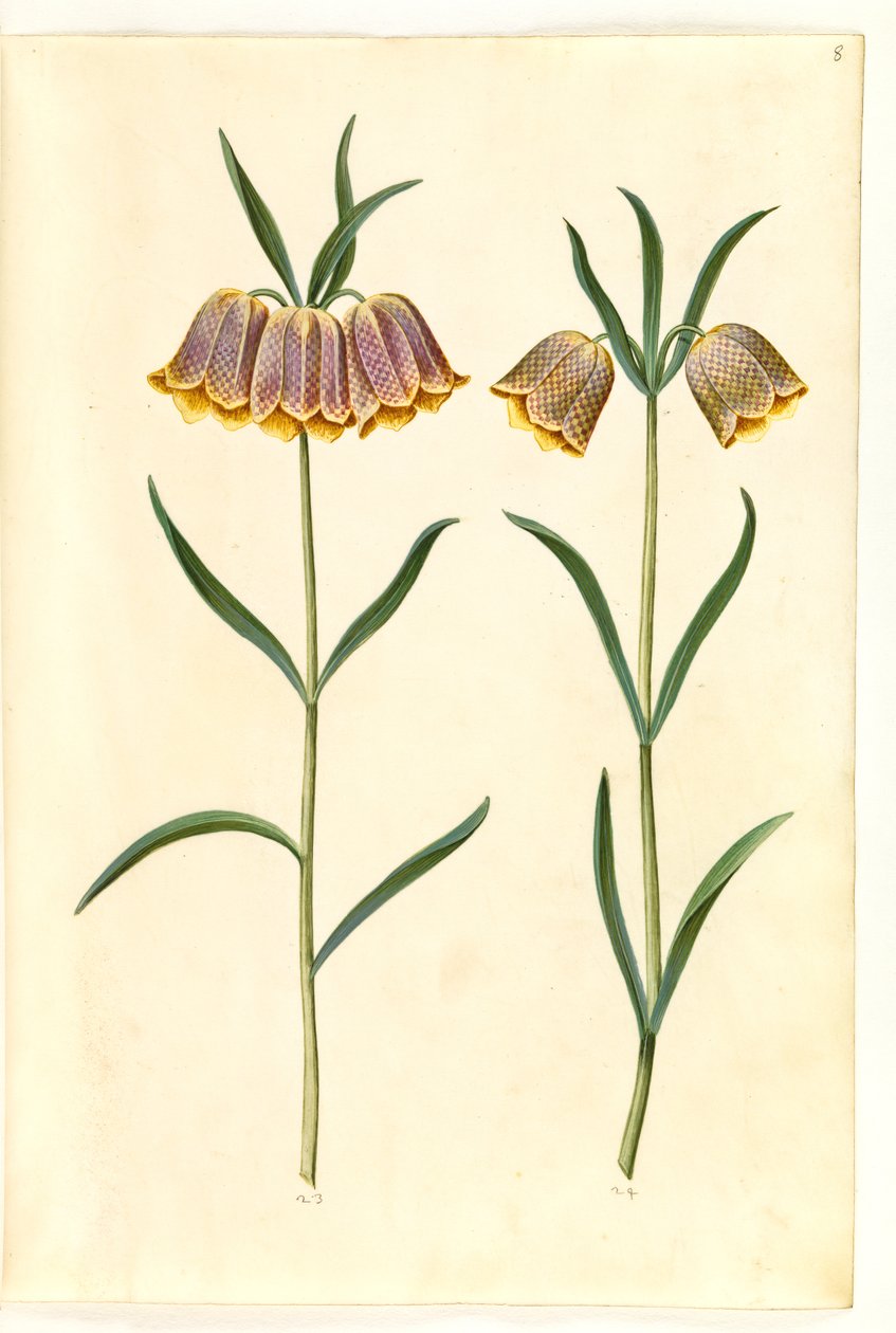 Fritillaria meleagris (vanligt huggormägg) av Hans Simon Holtzbecker