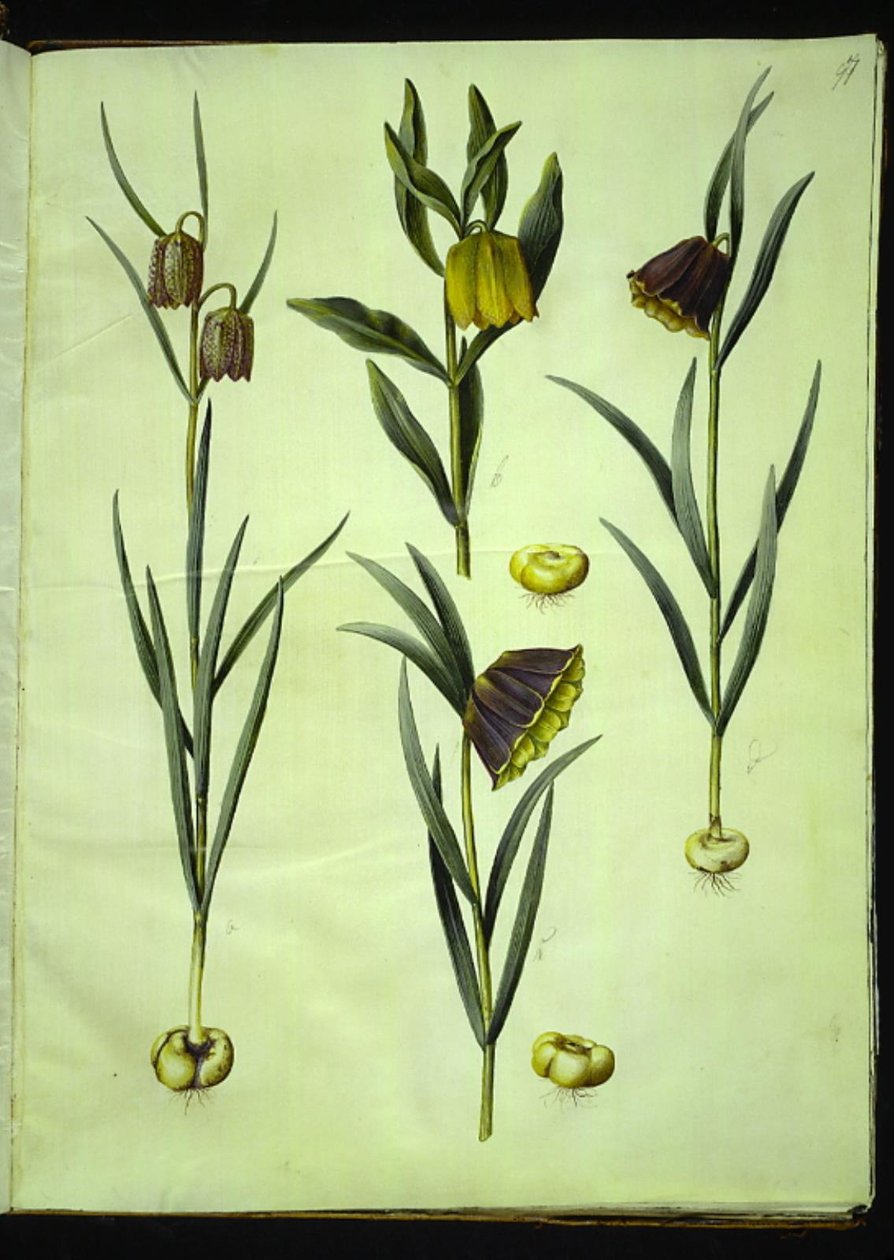 Fritillaria meleagris (vanligt huggormägg); Fritillaria aurea eller Fritillaria tubiformis & moggridgei (vibbägg); Fritillaria montana av Hans Simon Holtzbecker