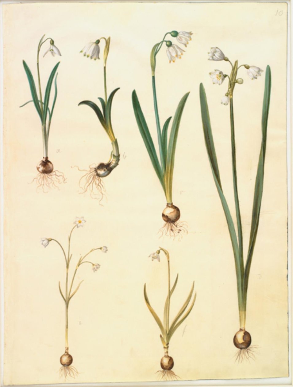 Galanthus nivalis (vanlig snödroppe); Leucojum vernum (Dorotea lilja); Leucojum aestivum (sommarplommon); Leucojum autumnale (höstvitt plommon) av Hans Simon Holtzbecker