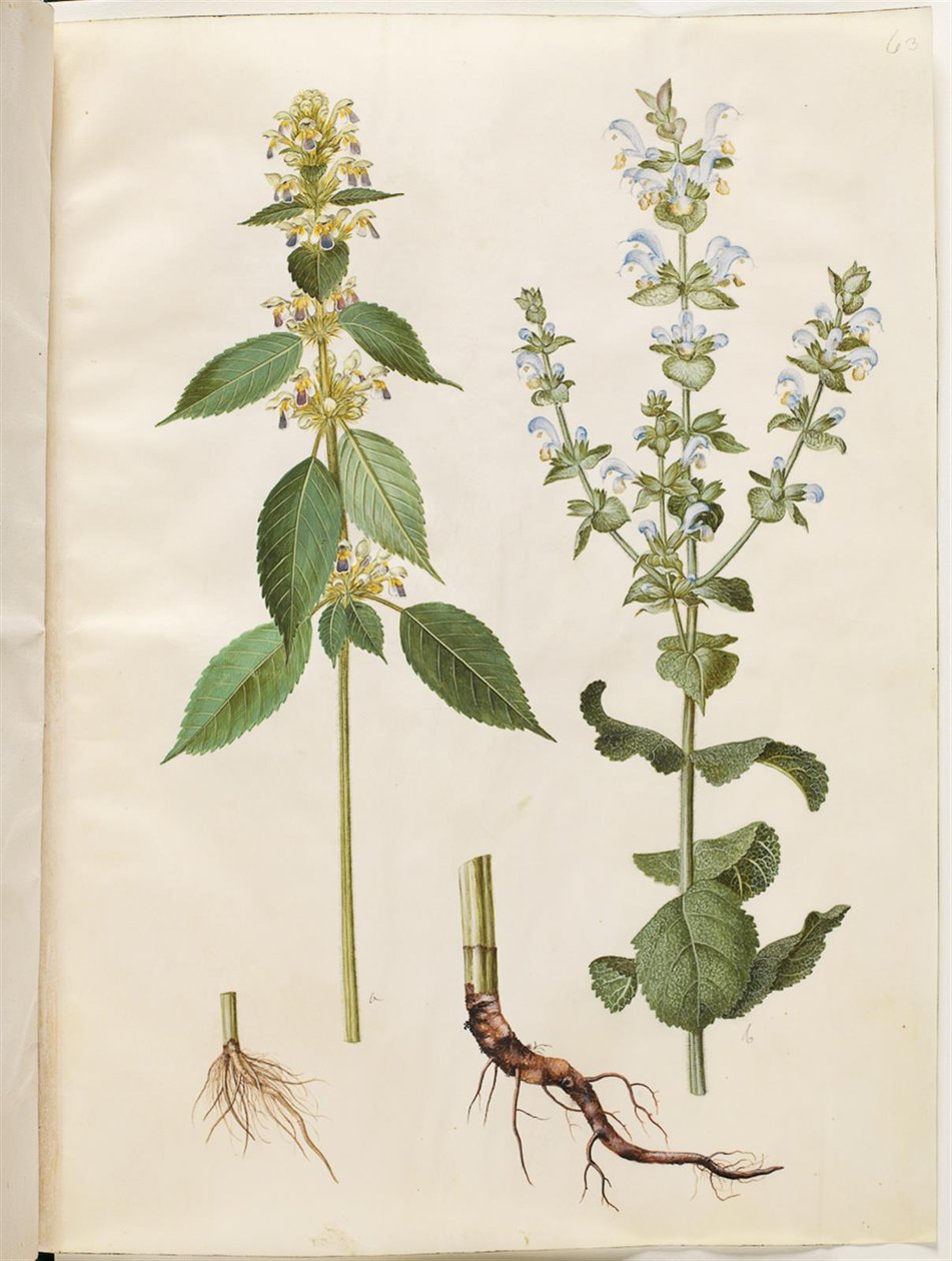 Galeopsis speciosa (hampa kackerlacka); Salvia sclarea (brokig salvia) av Hans Simon Holtzbecker