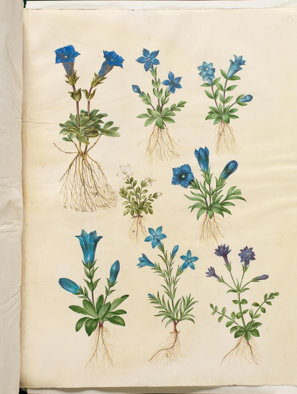 Gentiana acaulis (gentiana utan stam); Gentiana verna (vårgentiana); Gentiana acaulis (gentiana utan stam); Gentiana (art av gentiana) av Hans Simon Holtzbecker