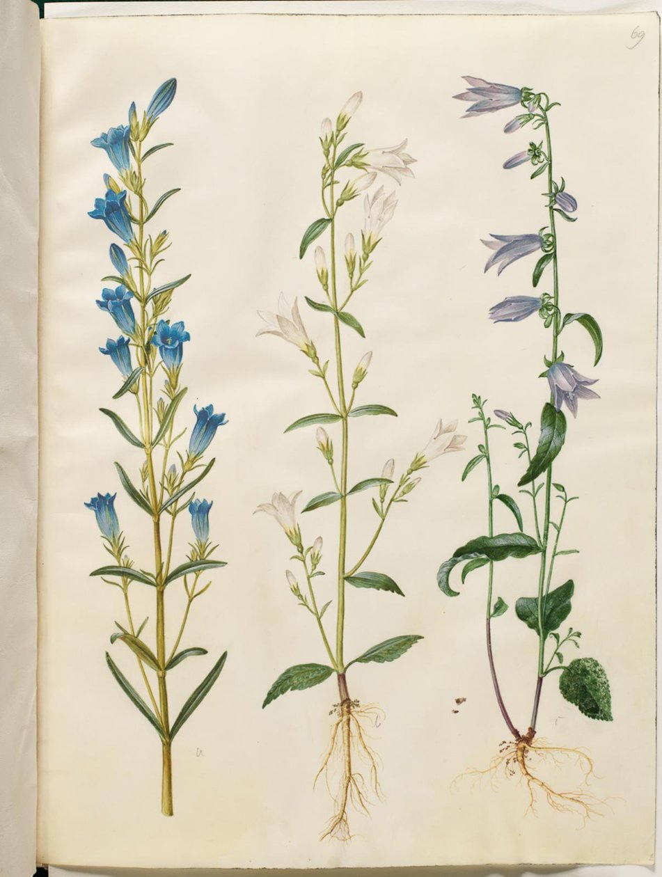 Gentiana pneumonanthe (klockgentiana); Campanula patula (ängsklocka); Campanula rapunculoides (ensidig klocka) av Hans Simon Holtzbecker