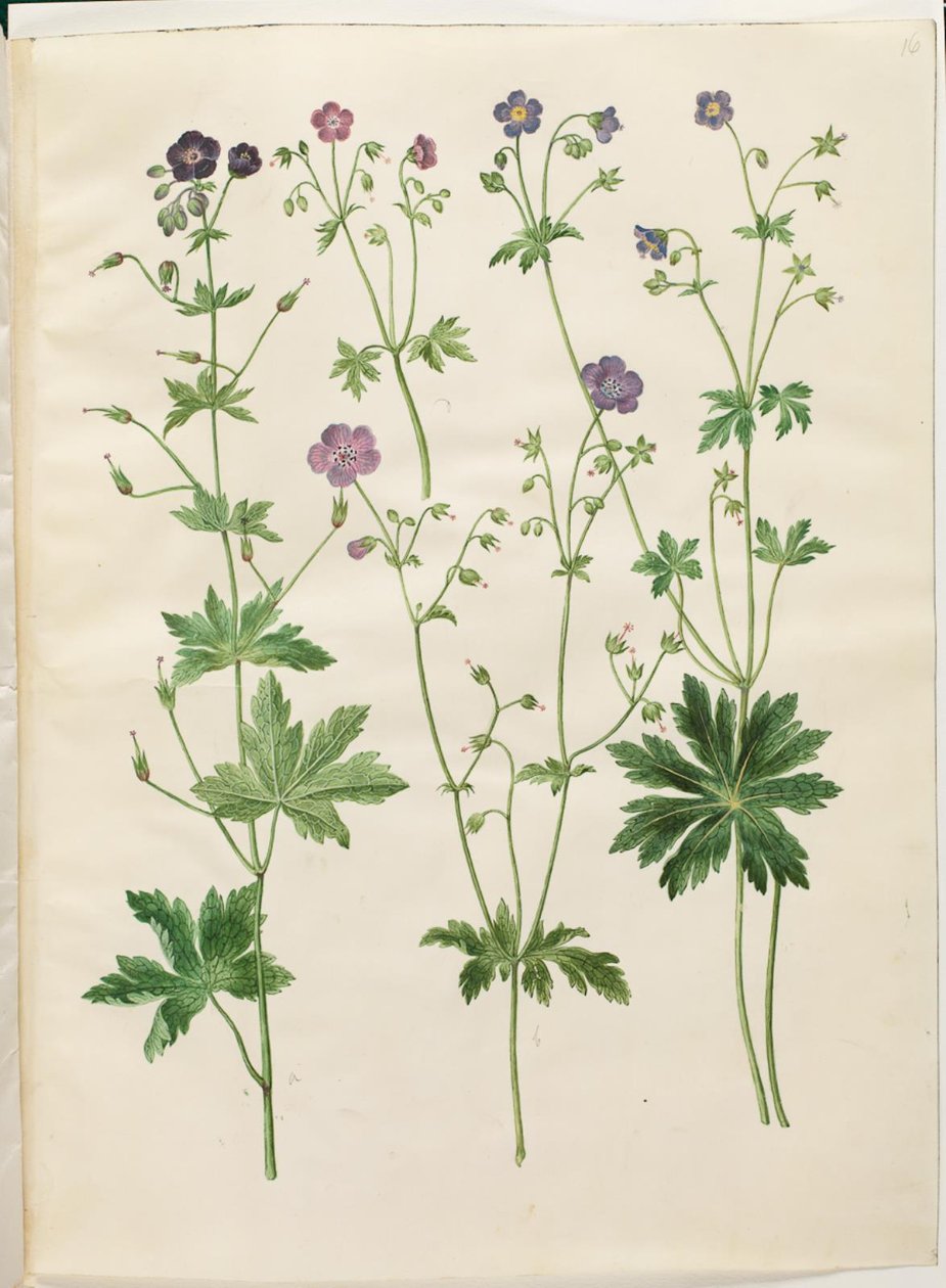 Geranium phaeum (vågkrönt storknäbb); Geranium sylvaticum (trästorknäbb) av Hans Simon Holtzbecker