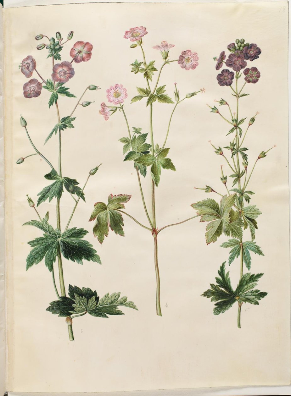 Geranium phaeum (vågkrönt storknäbb); Geranium versicolor (nätstorknäbb) av Hans Simon Holtzbecker