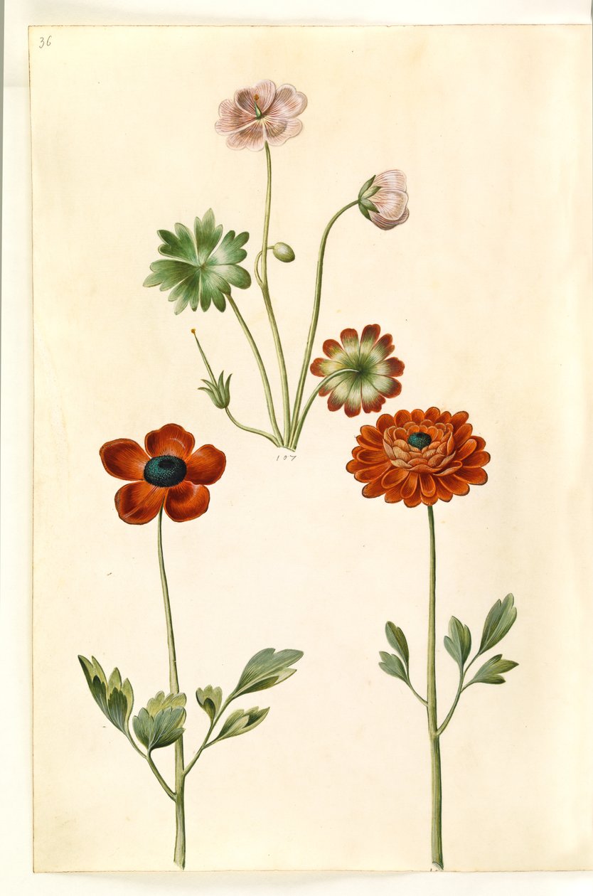 Geranium sanguineum striatum (stribet storkenæb); Ranunculus asiatica (har ranunkel) av Hans Simon Holtzbecker