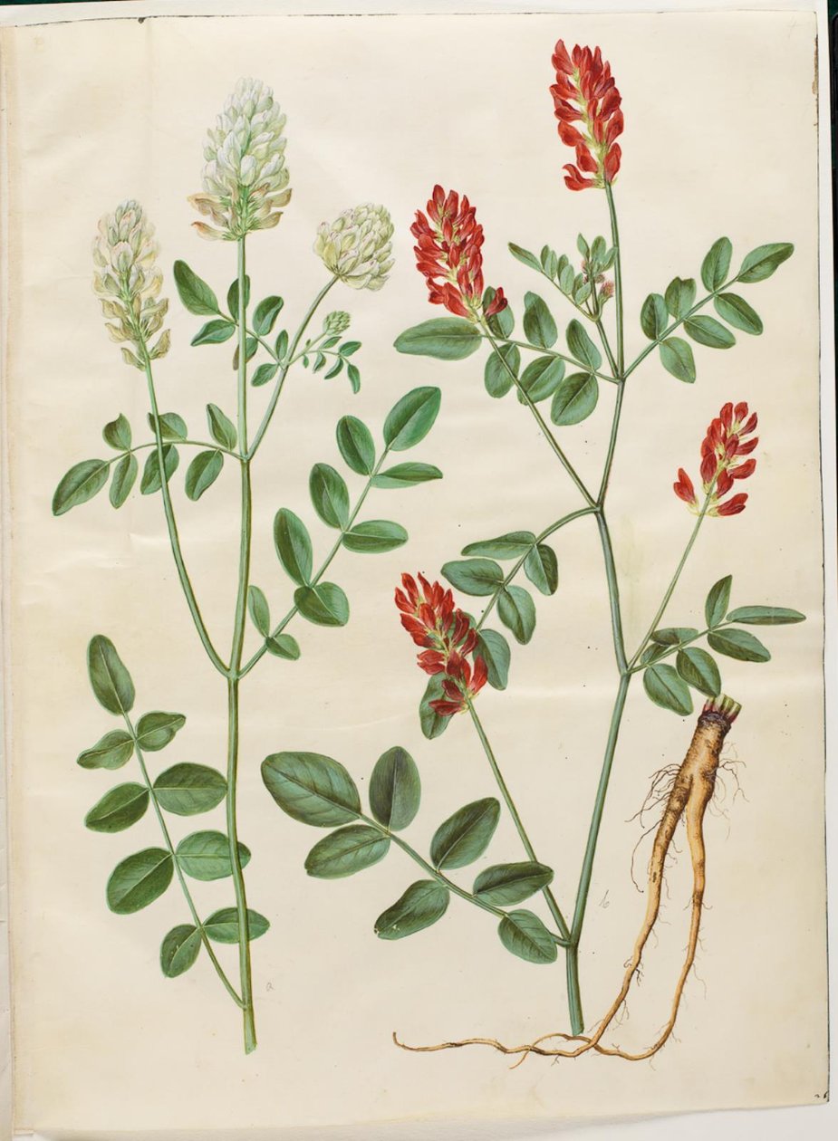 Hedysarum coronarium (rödklöver) av Hans Simon Holtzbecker