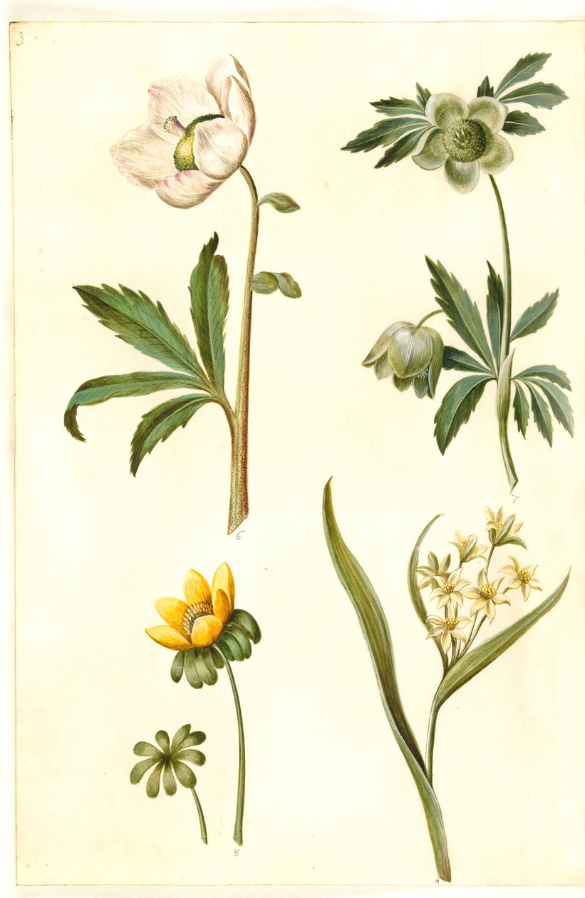 Helleborus niger (vanlig julros); Eranthis hyemalis (trädgårds-erantis); Gagea lutea (vanlig gyllene stjärna) av Hans Simon Holtzbecker