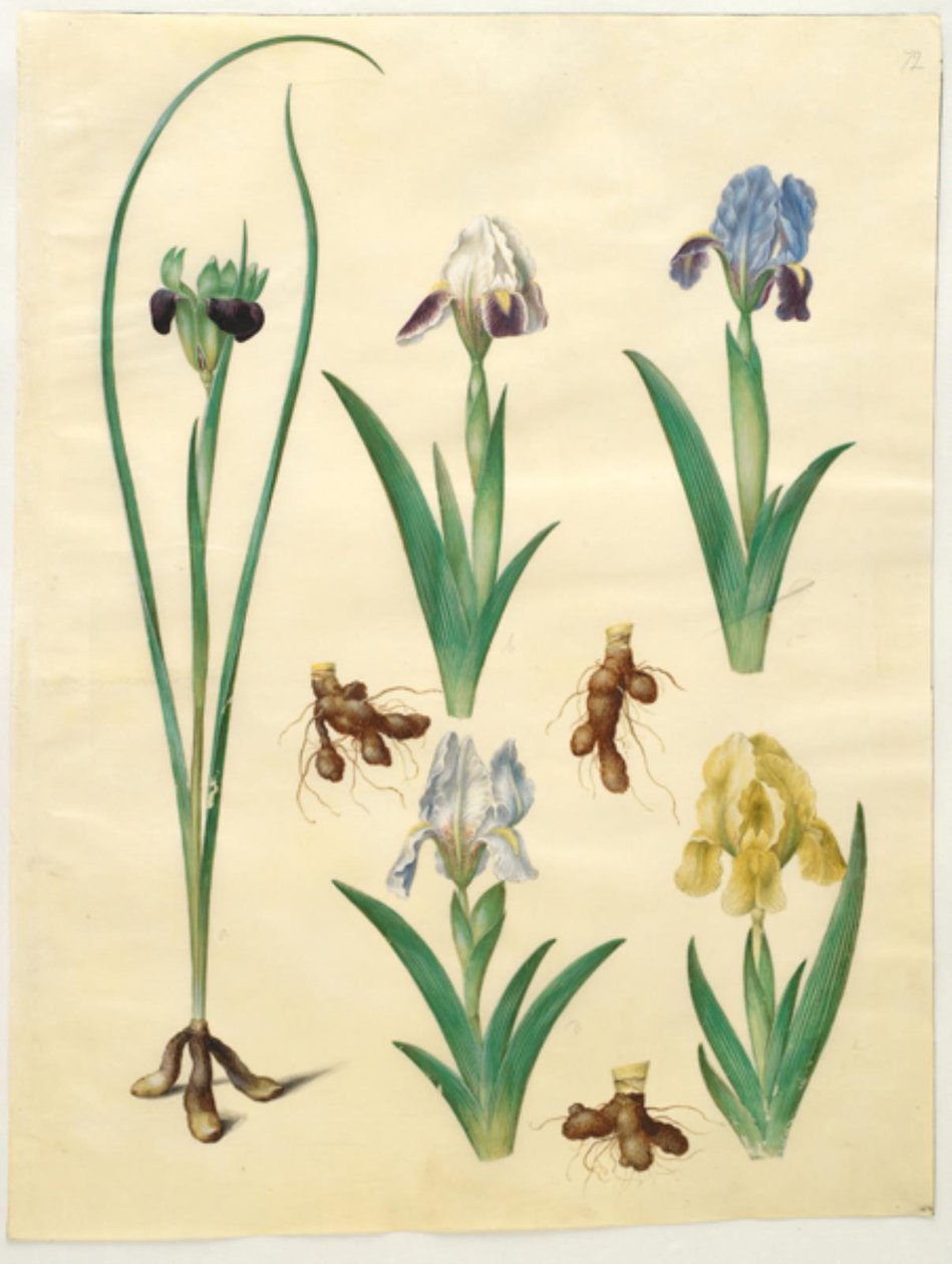 Hermodactylus tuberosus (hermes finger); Iris pumila (låg iris) eller Iris lutescens (dvärg iris) av Hans Simon Holtzbecker