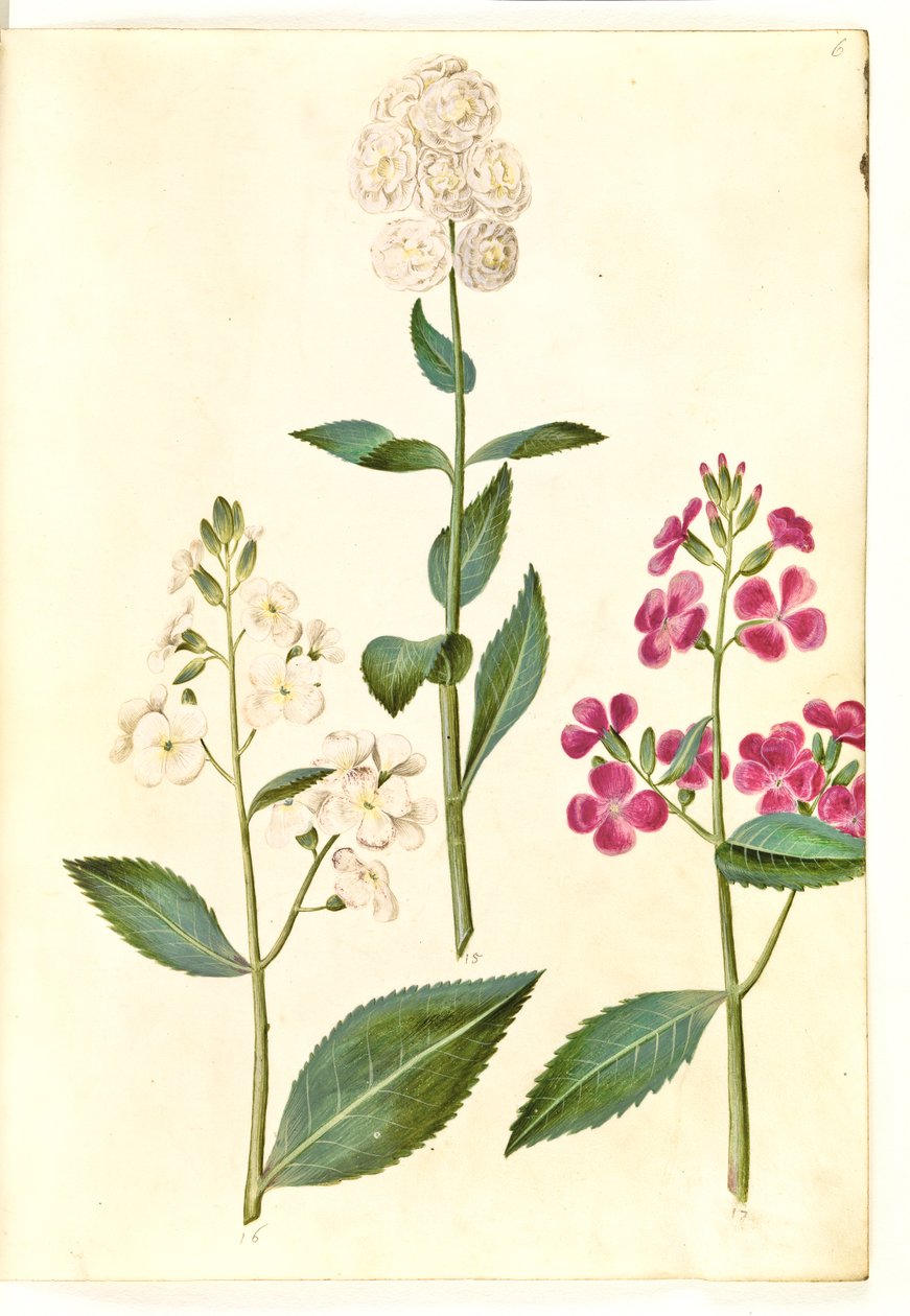 Hesperis matronalis (vanlig kvällsstjärna) av Hans Simon Holtzbecker