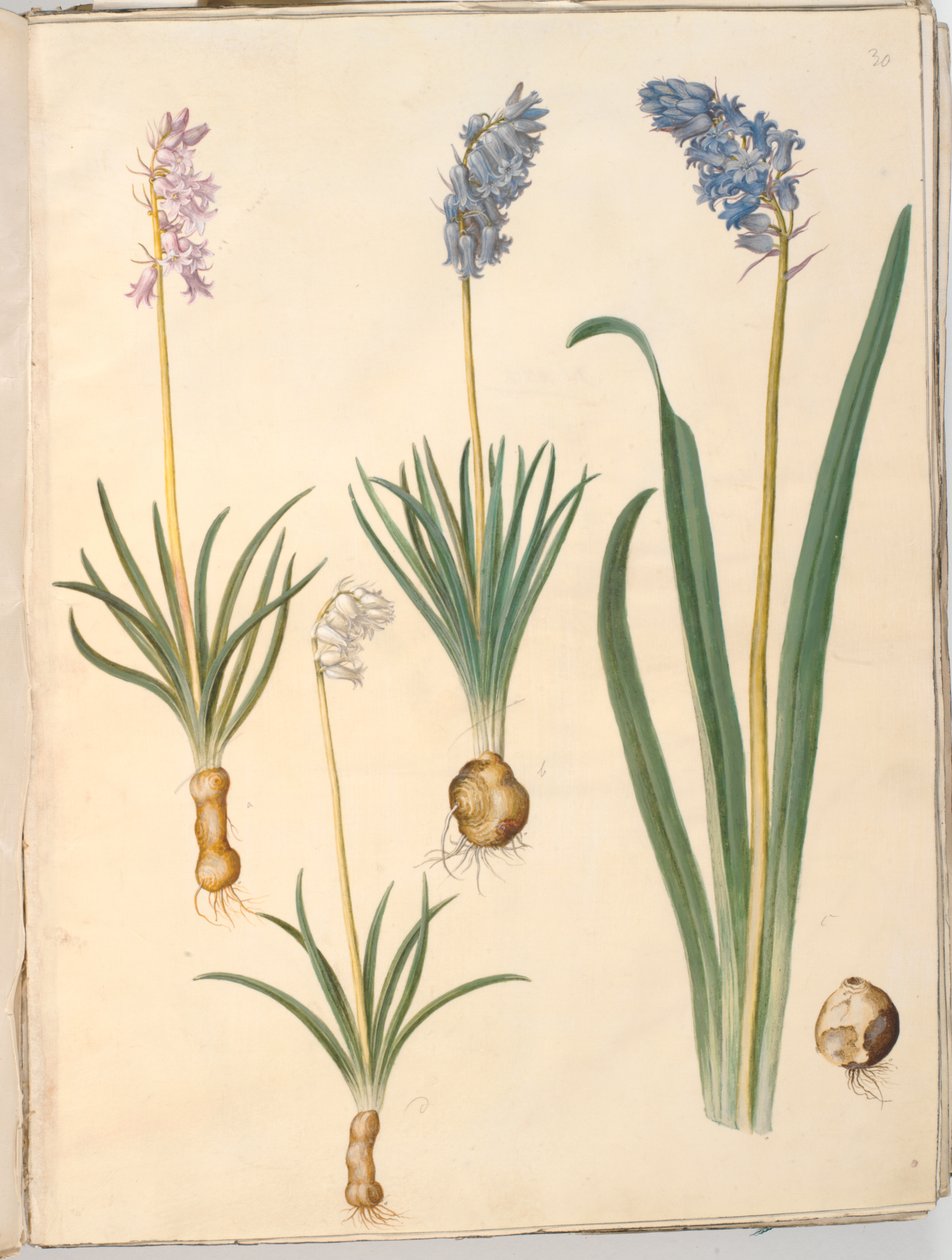 Hyacinthoides non-scripta (vanlig klockblomma); Hyacinthoides hispanica (spansk klockblomma) av Hans Simon Holtzbecker