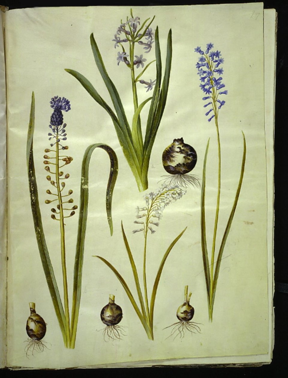 Orientalisk hyacint (almindelig hyacint); Muscari comosum (duskhyacint); Brimeura amethystina (pyrenisk blå) av Hans Simon Holtzbecker