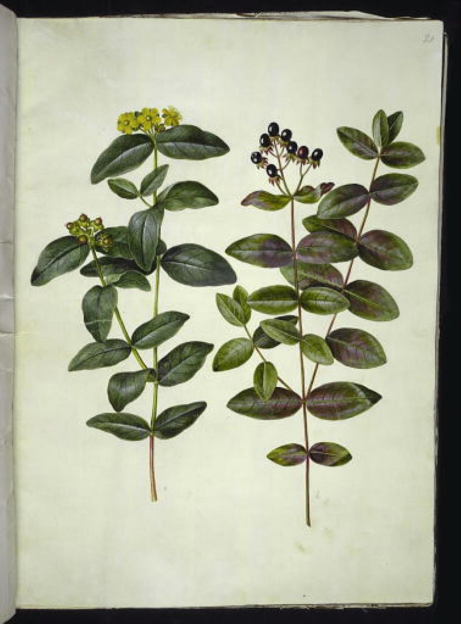 Hypericum androsaemum (Johannesört av bär) av Hans Simon Holtzbecker