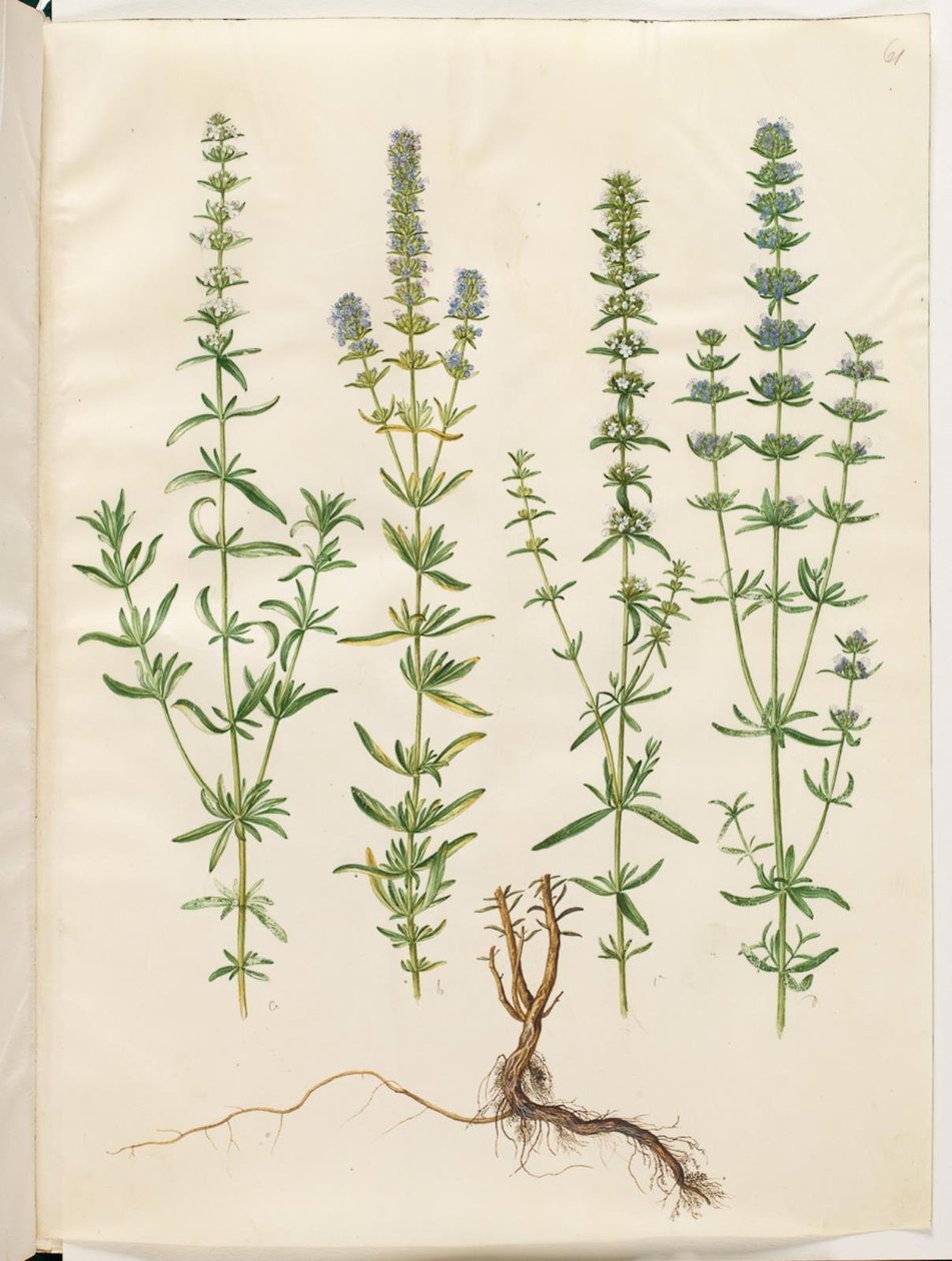 Hyssopus officinalis (äkta isop) av Hans Simon Holtzbecker