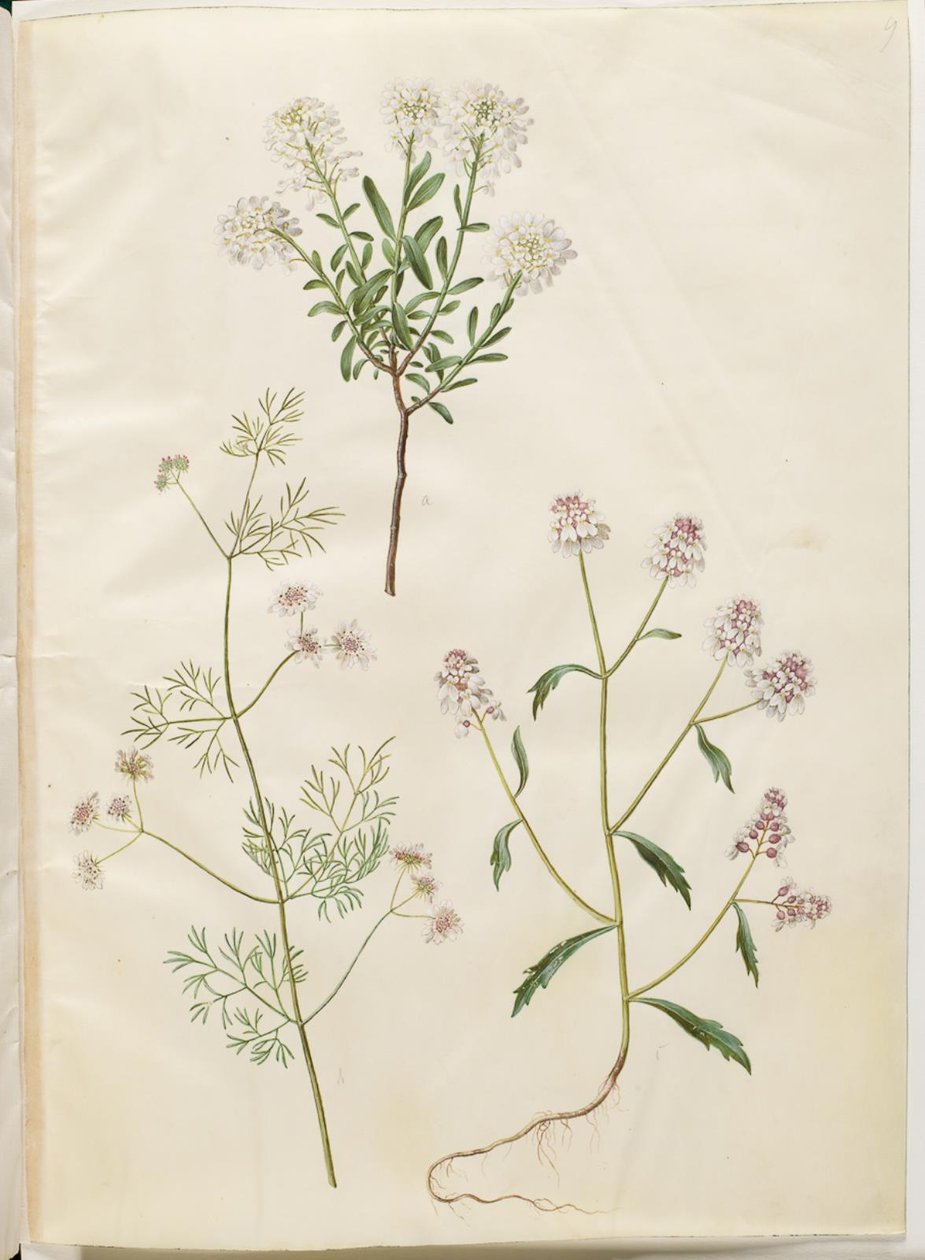 Iberis sempervirens (snökudde); Coriandrum sativum (vanlig koriander); Iberis amara (bitter rosettblomma) av Hans Simon Holtzbecker
