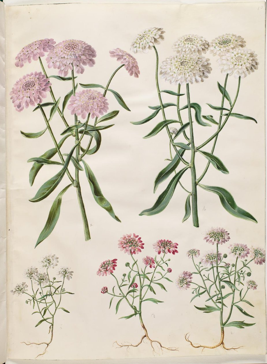 Iberis umbellata (skärmbågeblomma); Iberis amara (bitter rosettblomma) av Hans Simon Holtzbecker