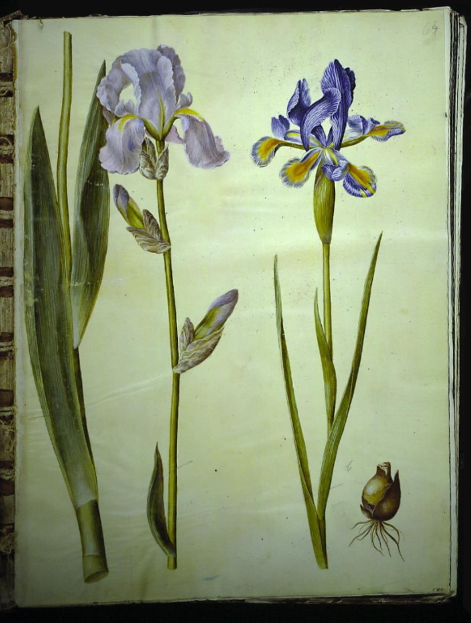 Iris ×germanica (har-iris); Regnbåge (spansk iris) av Hans Simon Holtzbecker