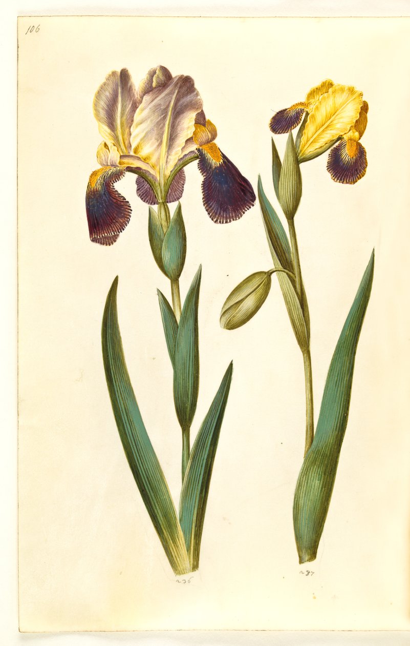 Iris ×germanica eller Iris ×sambucina (trädgårdsiris eller hylla iris); Iris variegata (brokig iris) av Hans Simon Holtzbecker