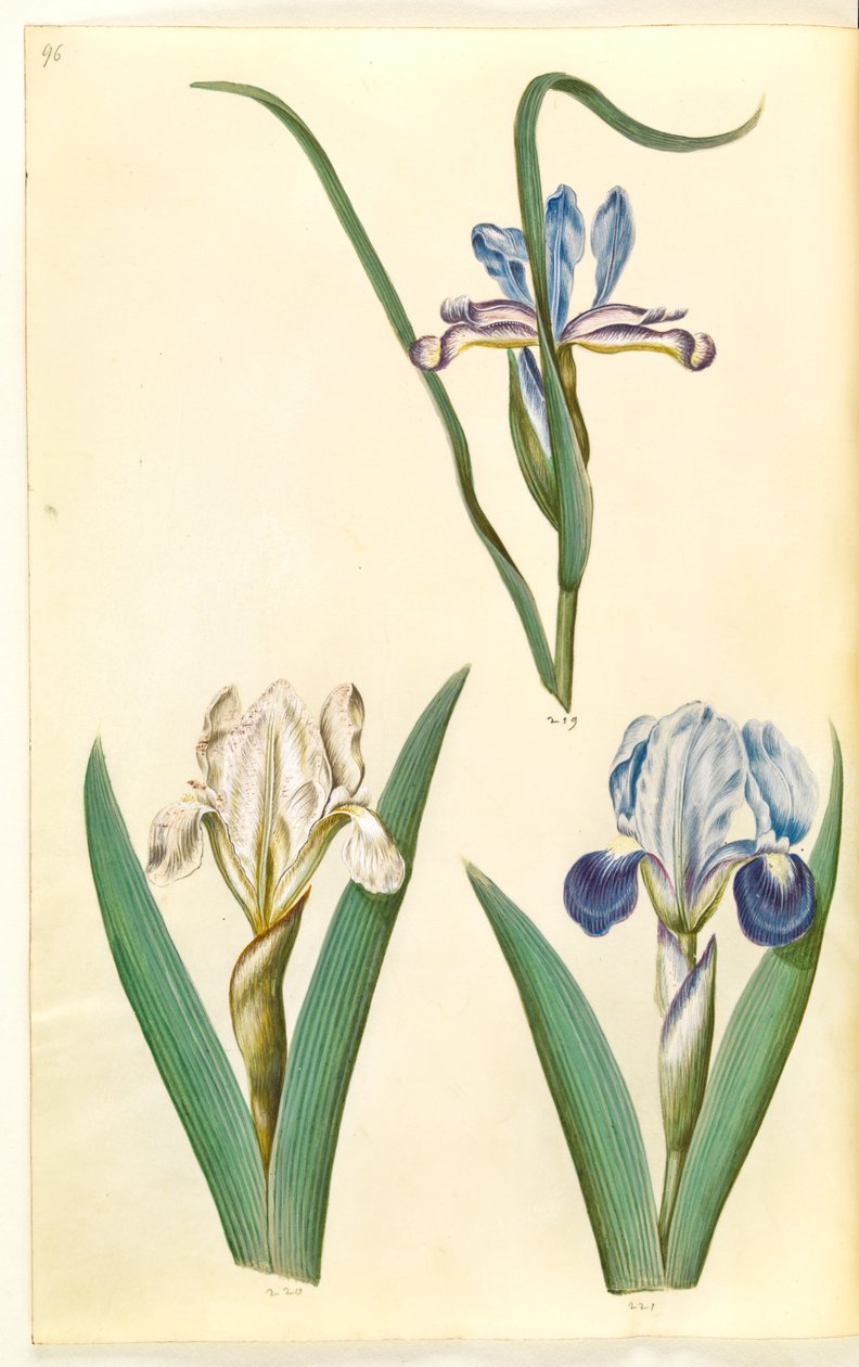 Iris graminea (gräsbladig iris); Iris lutescens eller Iris pumila (?) (dvärg iris eller låg iris) av Hans Simon Holtzbecker