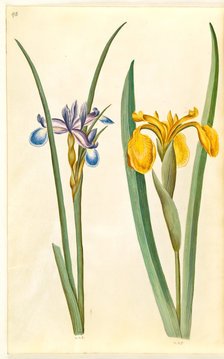 Irisgräs (græsbladet iris); Iris pseudacorus (gul iris) av Hans Simon Holtzbecker