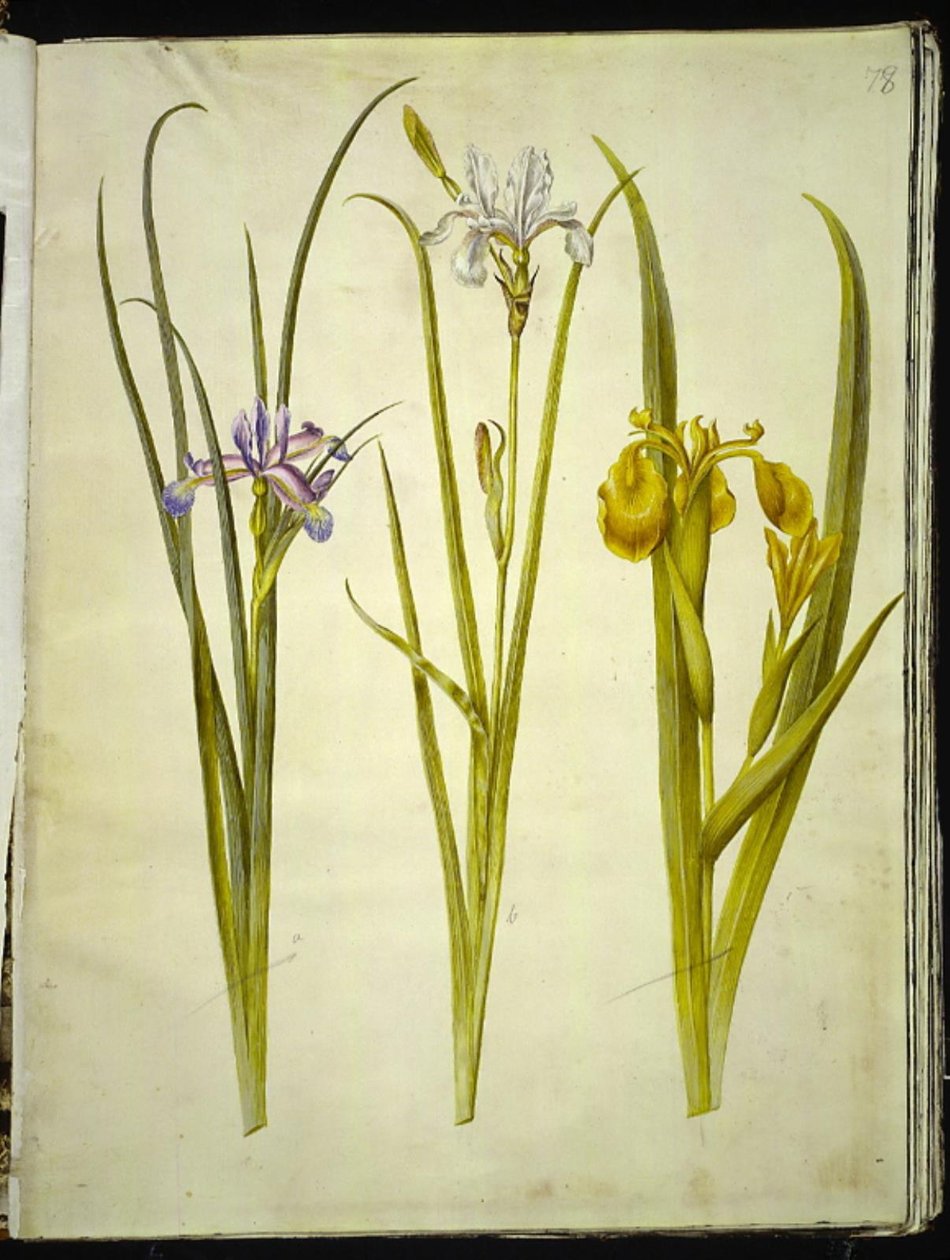 Irisgräs (græsbladet iris); Sibirisk iris (sibirisk iris); Iris pseudacorus av Hans Simon Holtzbecker