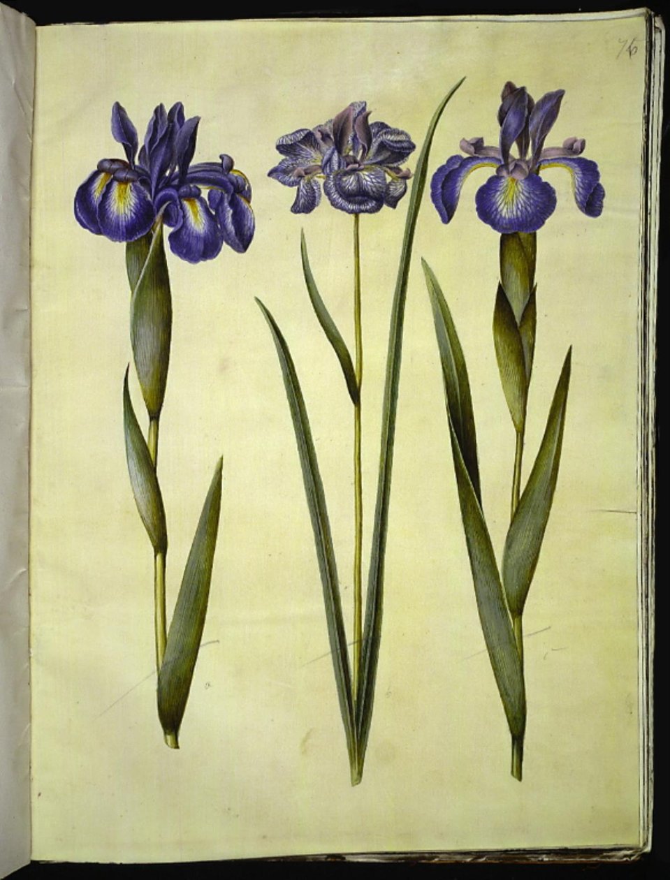 Iris latifolia (engelsk iris); Iris sibirica (sibirisk iris) av Hans Simon Holtzbecker