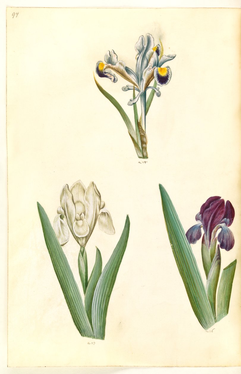 Iris persica (persisk iris); Iris lutescens eller Iris pumila (?) (dvärg iris eller låg iris) av Hans Simon Holtzbecker