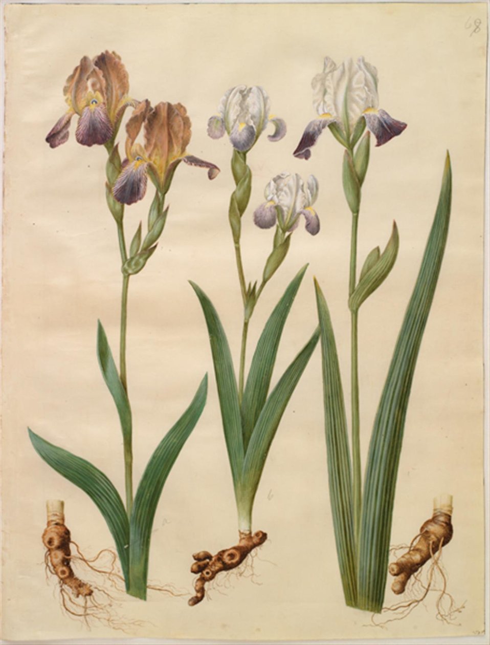Iris ×sambucina (hylla iris); Iris ×amoena (irishybrid) av Hans Simon Holtzbecker