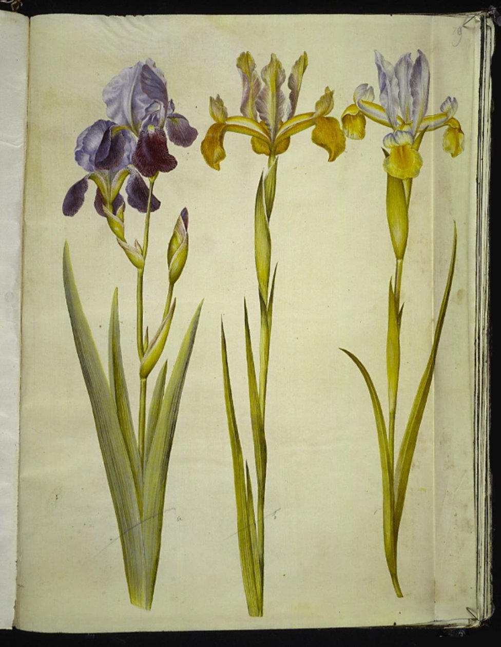 Iris ×sambucina (hylla iris); Iris latifolia (engelsk iris) av Hans Simon Holtzbecker