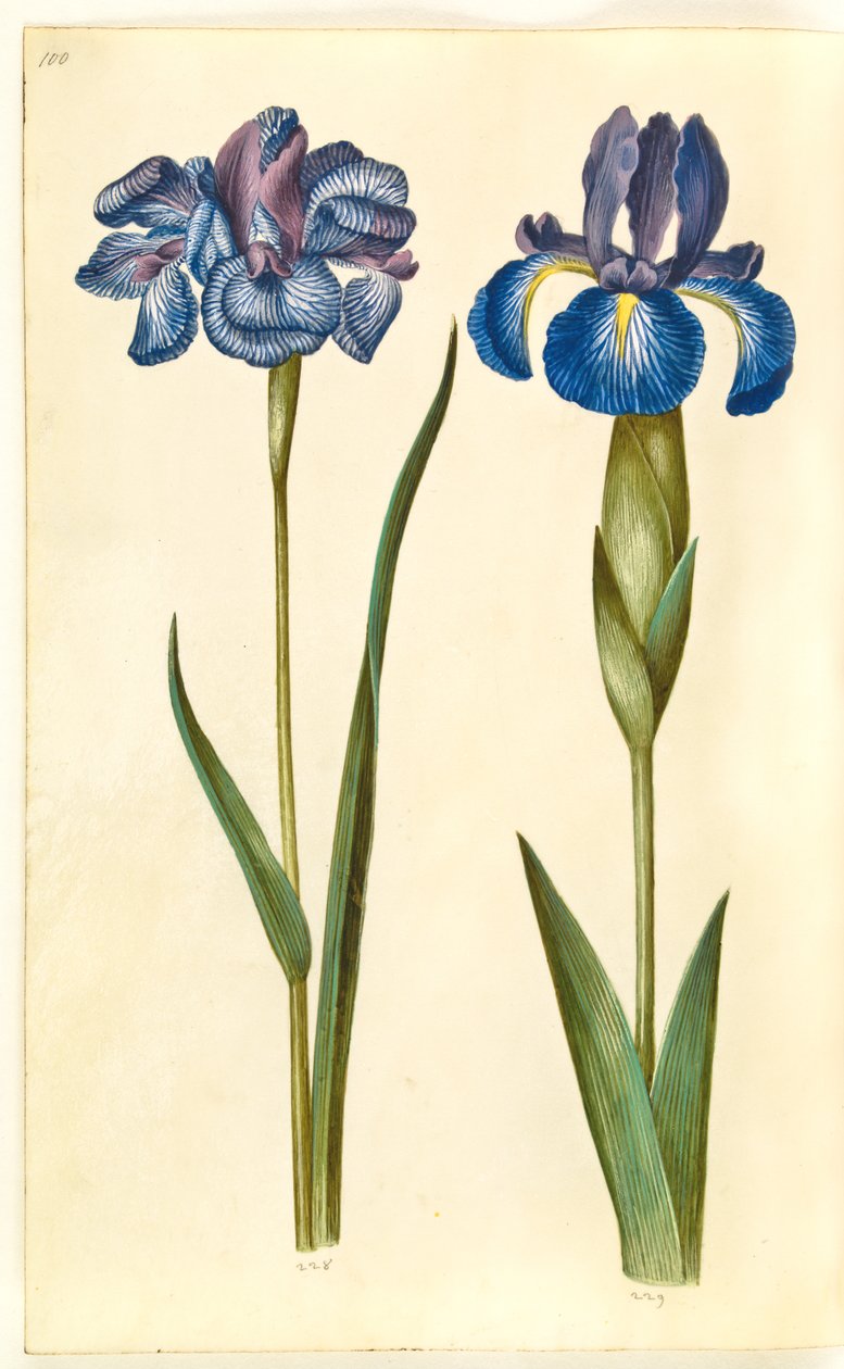 Iris sibirica (sibirisk iris); Iris latifolia (engelsk iris) av Hans Simon Holtzbecker